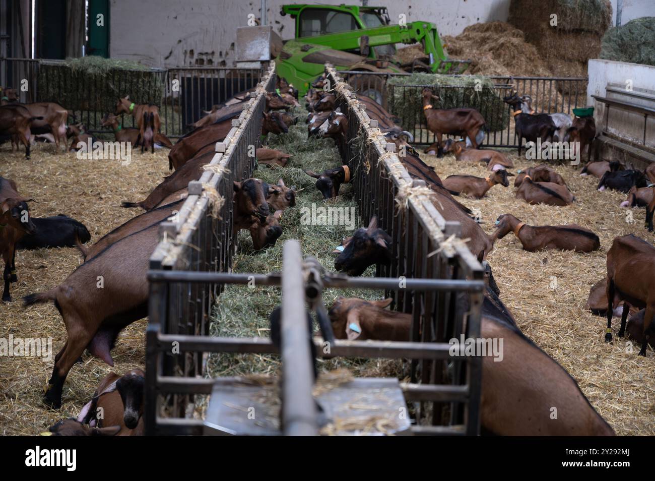 Käseherstellung auf Ziegenfarm, Rocamadour-Weichziegenkäse mit weicher Rinde, hergestellt auf dem Bauernhof in Perigord und Quercy, Frankreich, fa Stockfoto