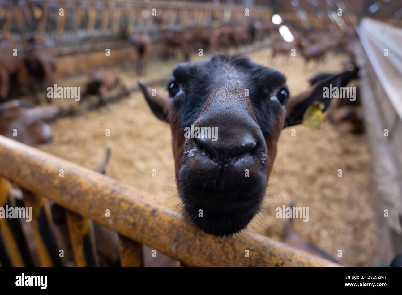 Käseherstellung auf Ziegenfarm, Rocamadour-Weichziegenkäse mit weicher Rinde, hergestellt auf dem Bauernhof in Perigord und Quercy, Frankreich, fa Stockfoto