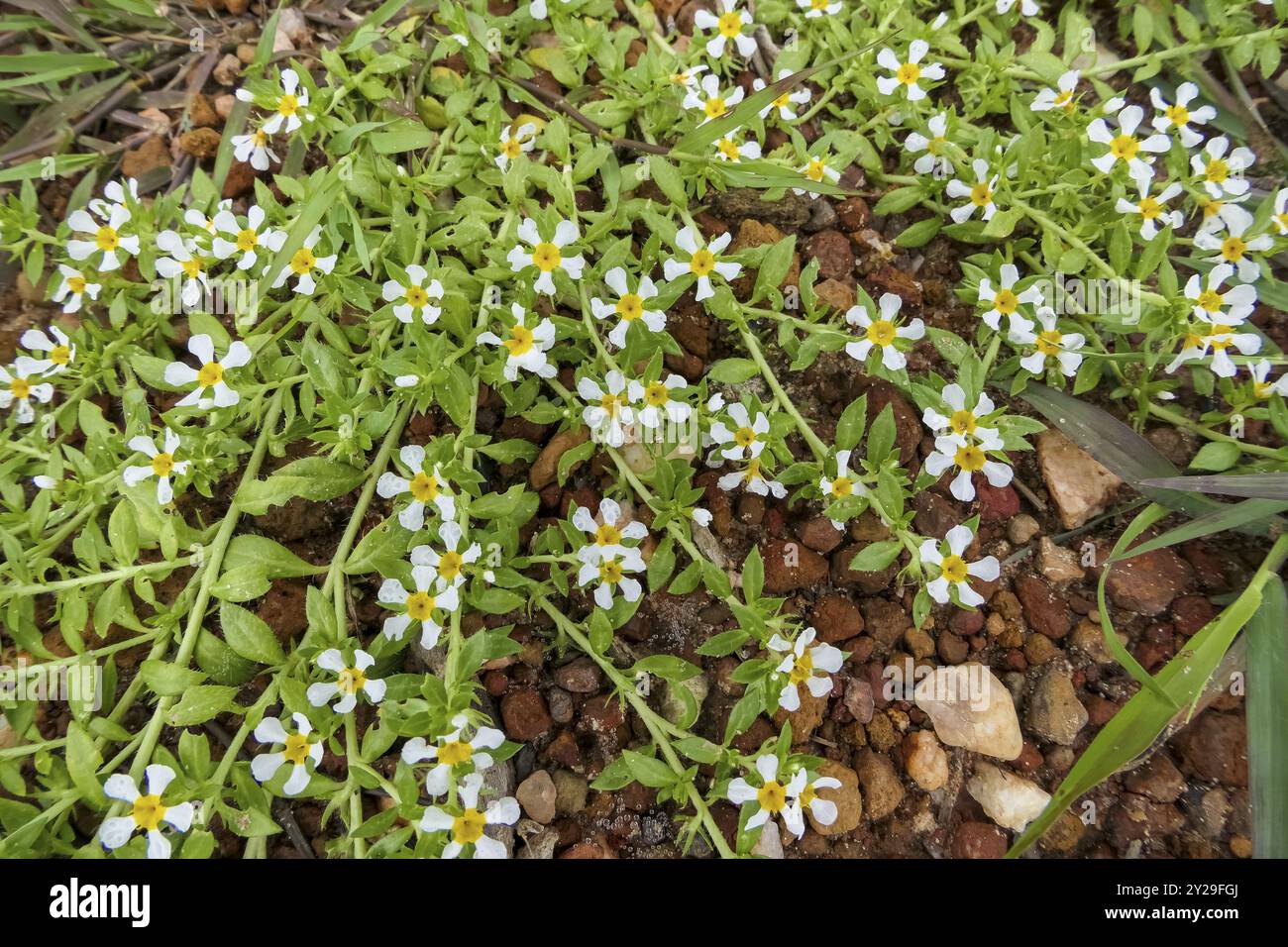 Grüne Pflanze auf rotem Kiesgrund mit kleinen weißen und gelben Blüten, Pantanal Feuchtgebiete, Mato Grosso, Brasilien, Südamerika Stockfoto
