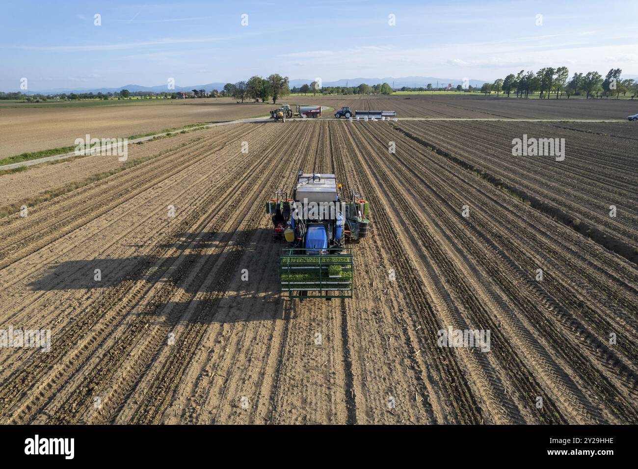 Blue Tractor pflanzt Tomaten auf einem Feld und hinterlässt eine Spur frisch gewordener Erde, während er sich durch die Reihen bewegt Stockfoto