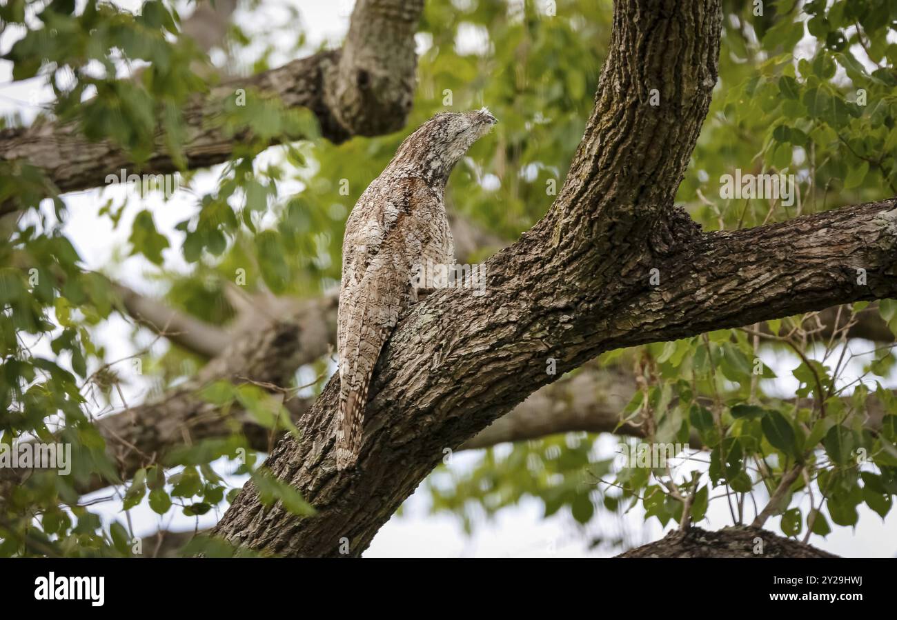 Großartiges Potoo mit perfekter Tarnung auf einem Baum, Pantanal Feuchtgebiete, Mato Grosso, Brasilien, Südamerika Stockfoto