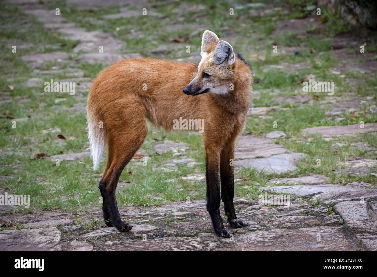 Ein Mähnenwolf auf einem Pfad von Sanctuary Caraca, drehte den Kopf nach links, Minas Gerais, Brasilien, Südamerika Stockfoto