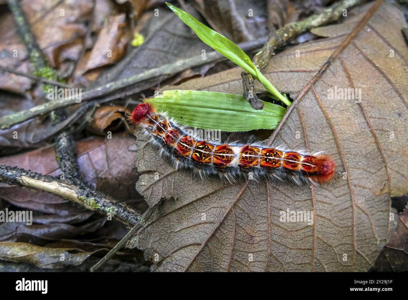 Nahaufnahme einer bunten Raupe auf einem trockenen braunen Blatt, frische grüne Blätter daneben, Atlantic Forest, Itatiaia, Brasilien, Südamerika Stockfoto