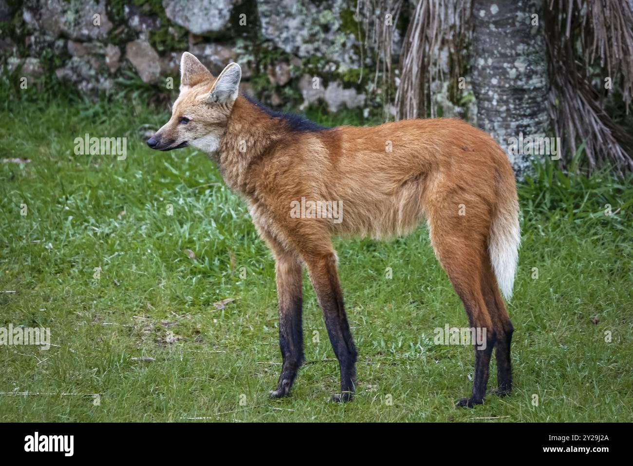 Nahaufnahme eines Mähnenwolfs auf dem grasbewachsenen Gelände von Sanctuary Caraca, Steinmauer im Hintergrund, Minas Gerais, Brasilien, Südamerika Stockfoto