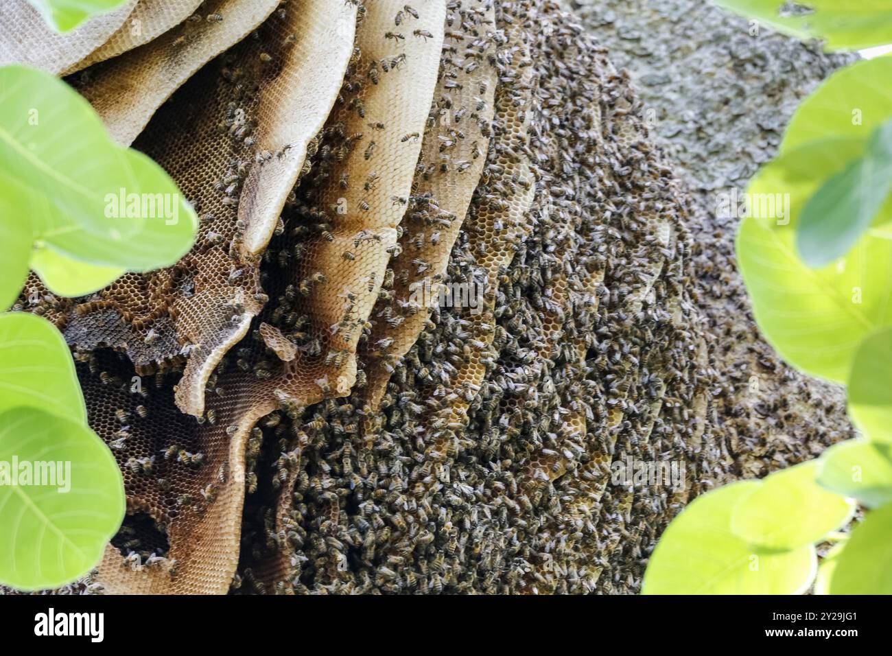 Nahaufnahme eines Nestes von Wildbienen in einem Baum mit grünen Blättern, Pantanal Feuchtgebiete, Mato Grosso, Brasilien, Südamerika Stockfoto