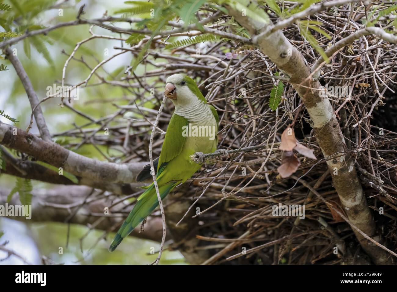 Mönchsittich hockte auf einem Zweig an seinem Nest, Pantanal Wetlands, Mato Grosso, Brasilien, Südamerika Stockfoto