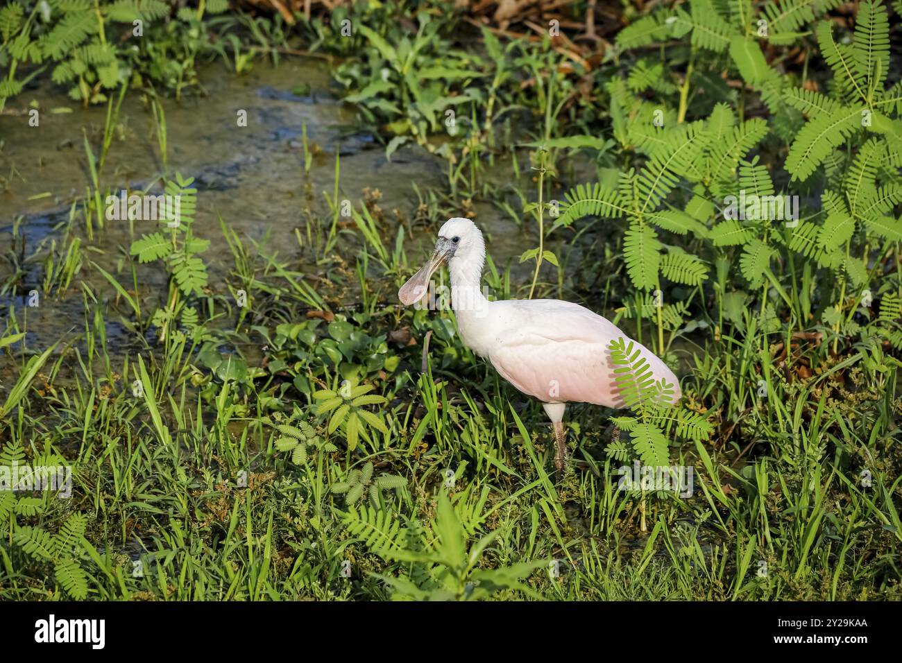 Rosenlöffelschnabel auf der Suche nach Wasser, Pantanal Wetlands, Mato Grosso, Brasilien, Südamerika Stockfoto