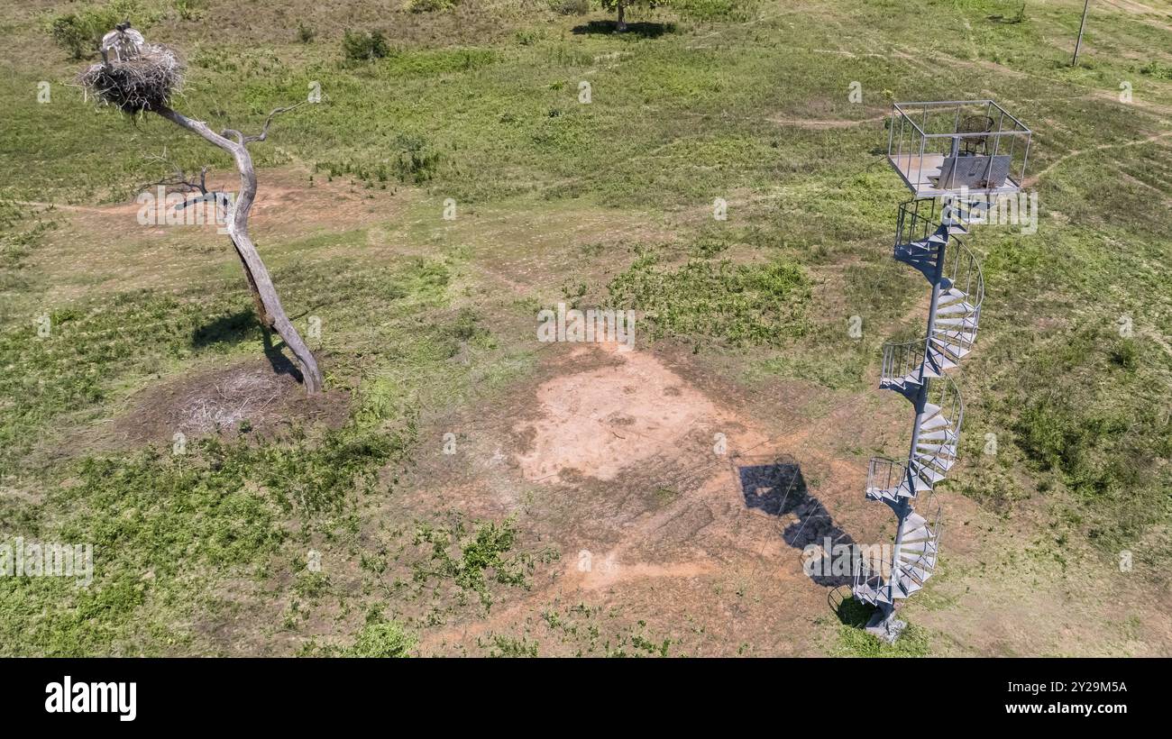 Luftaufnahme eines Jabirus-Nestes mit Jungvögeln und einem Aussichtsturm auf einem grünen Feld, Pantanal Feuchtgebiete, Mato Grosso, Brasilien, Südamerika Stockfoto