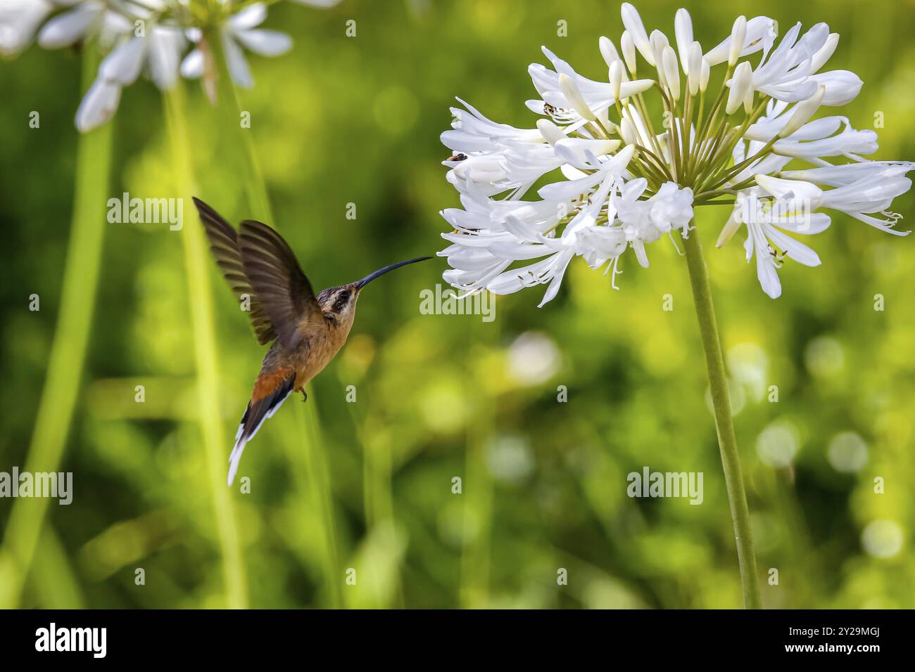 Planalto Eremitat Kolibri im Flug zu einer weißen Blume, um Nektar zu saugen, Flügel rückwärts vor grünem Unschärfe Hintergrund, Caraca Naturpark, Minas Stockfoto