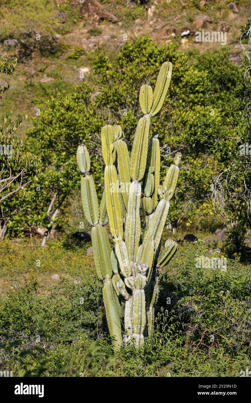 Große Kaktuspflanze im grünen Landschaftshintergrund, Kolumbien, Südamerika Stockfoto