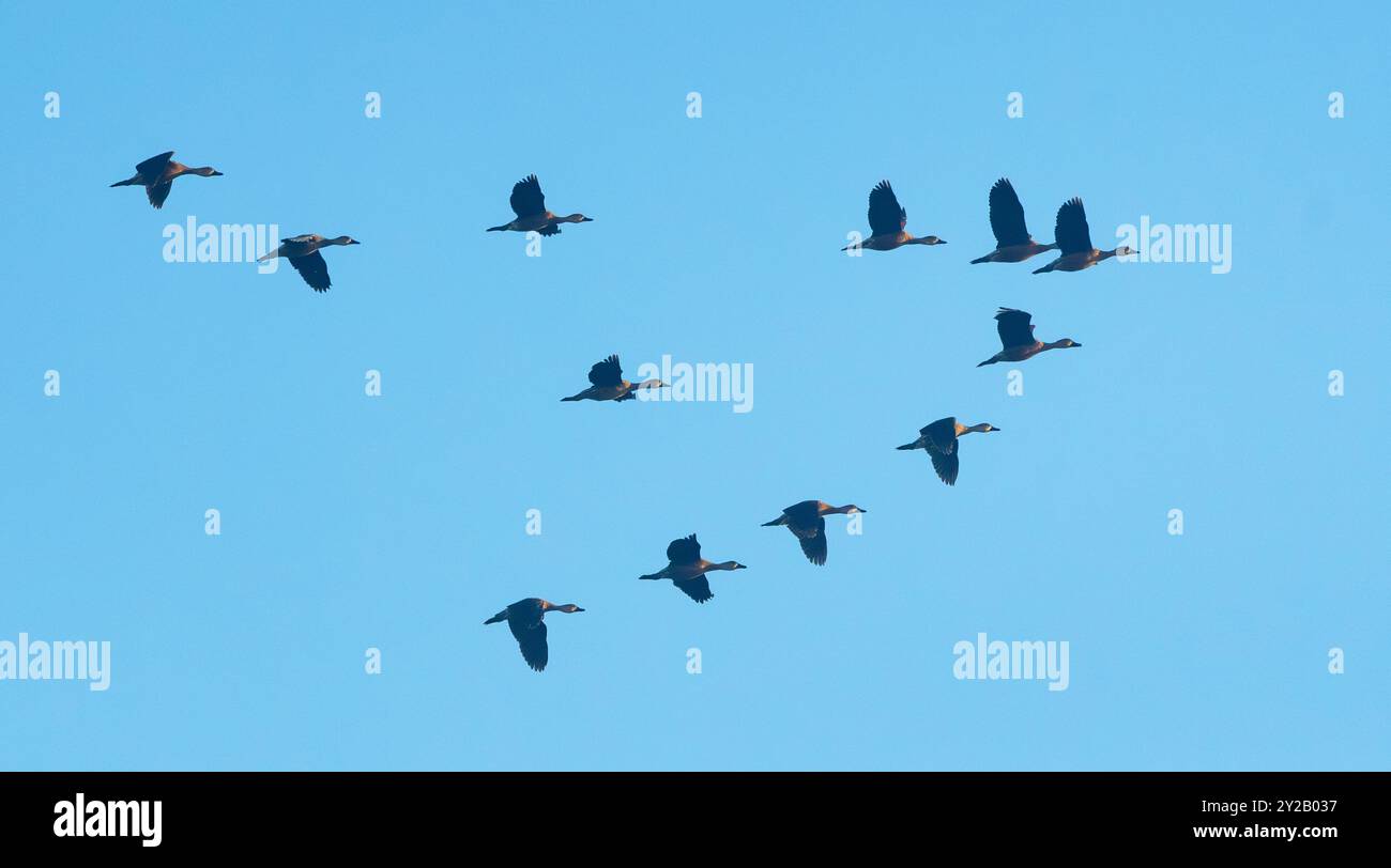 Eine Gruppe wandernder Whistling-Enten (Dendrocygna arcuata) fliegt in der V Formation, Rinyirru, Lakefield National Park, Far North Queensland, Australien Stockfoto