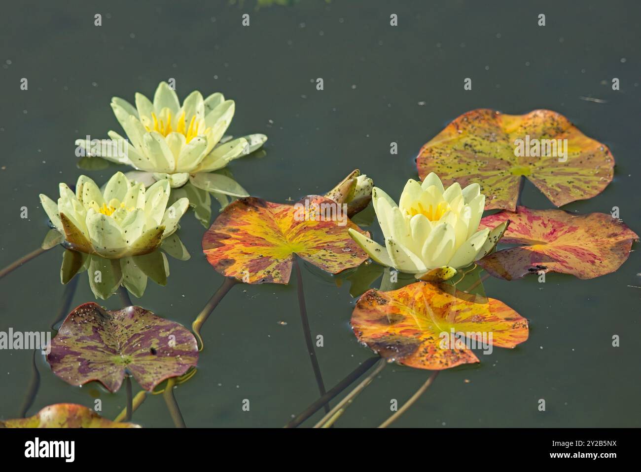 Die Großaufnahme der Nyphaea ´marliacea carnea´ ist eine kräftige, tagelblühende Wasserstaude mit abgerundeten Bronzeblättern. Stockfoto