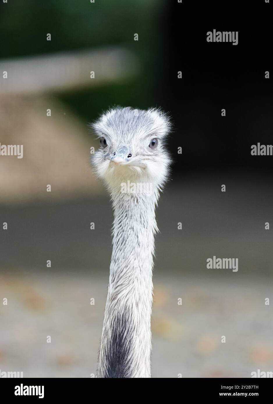 Porträt eines Rhea. Großer flugunfähiger Laufvogel. Größere rhea. Stockfoto