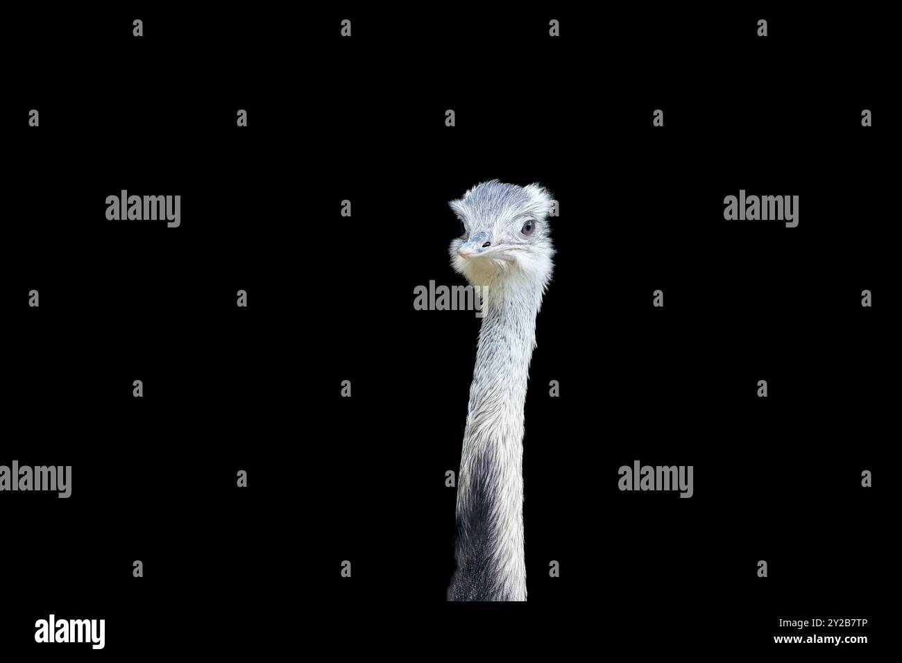 Porträt einer Rhea vor schwarzem Hintergrund. Großer flugunfähiger Laufvogel. Größere rhea. Tierposter. Stockfoto