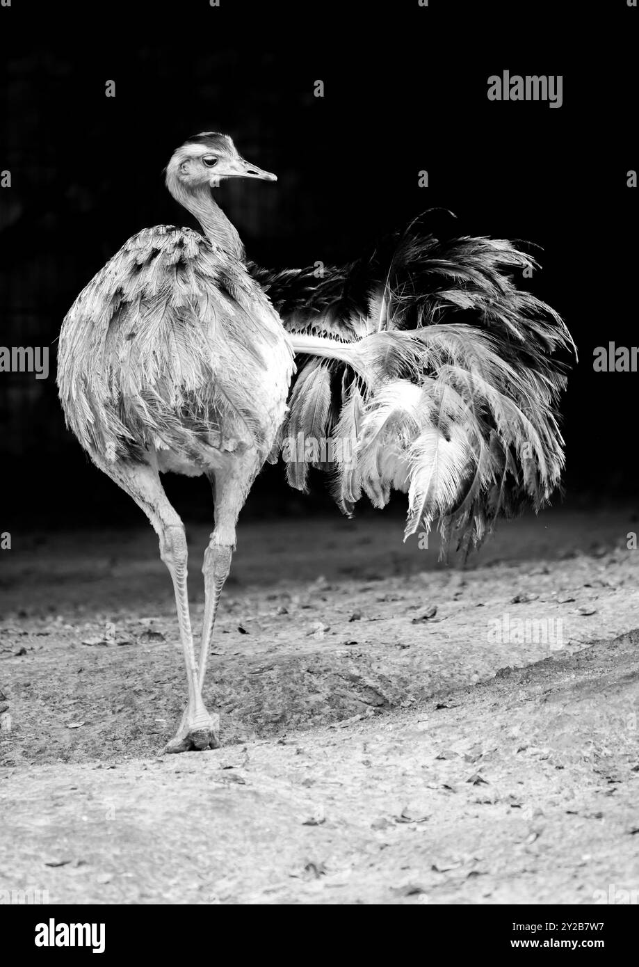 Porträt einer Rhea vor schwarzem Hintergrund. Großer flugunfähiger Laufvogel. Größere rhea. Tierposter. Stockfoto