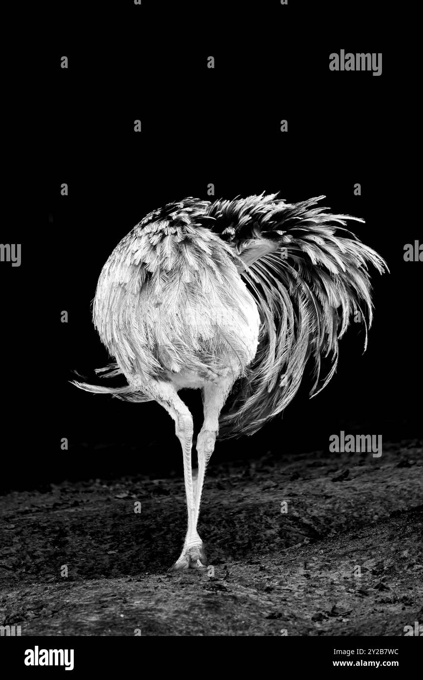 Porträt einer Rhea vor schwarzem Hintergrund. Großer flugunfähiger Laufvogel. Größere rhea. Tierposter. Stockfoto