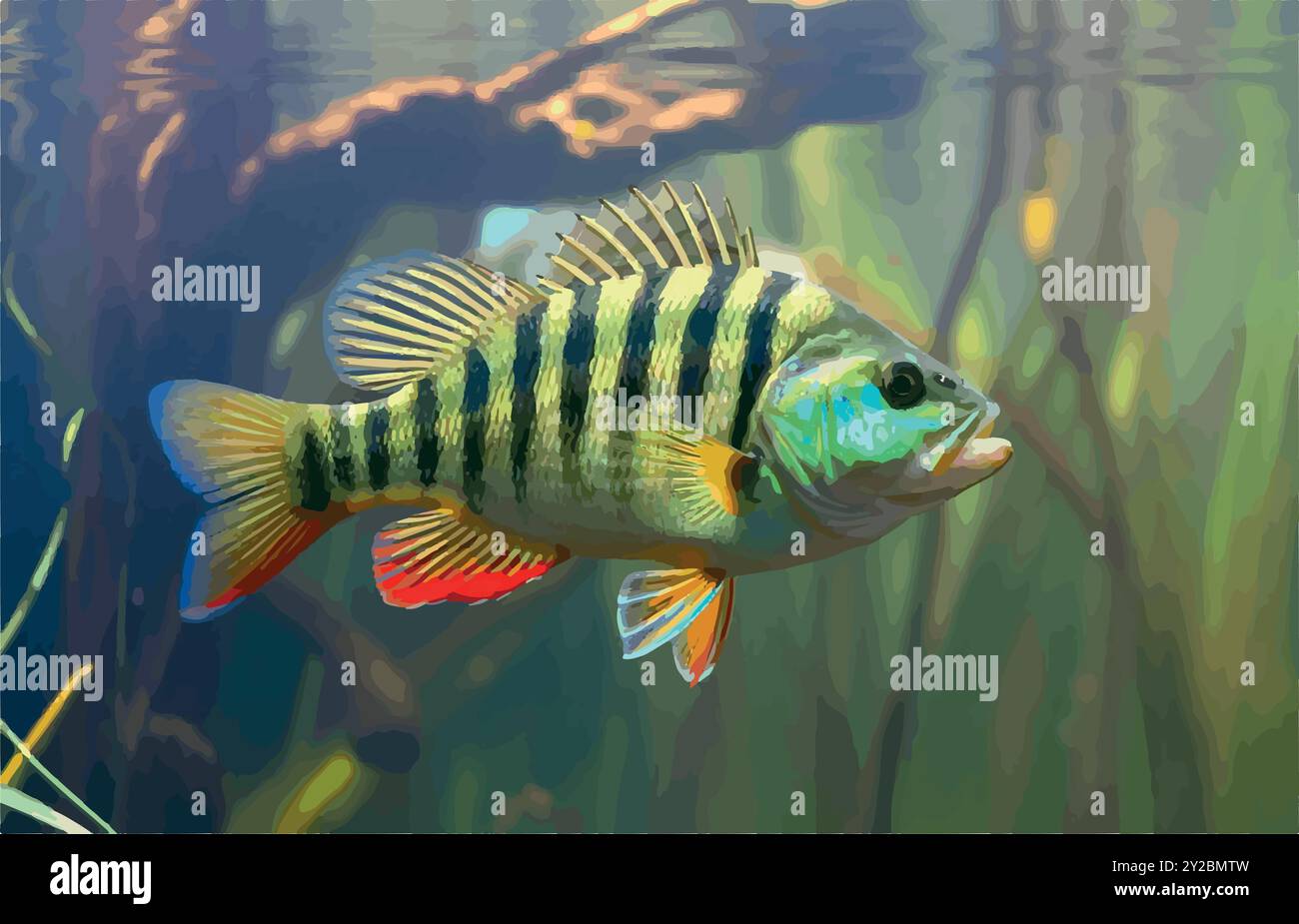 Erkunden Sie die Welt des Peacock Bass Fish, Südamerikas farbenfrohe Raubtier, bekannt für seine Kraft und Schönheit. Ein muss für trophäensuchende Angler! Stock Vektor