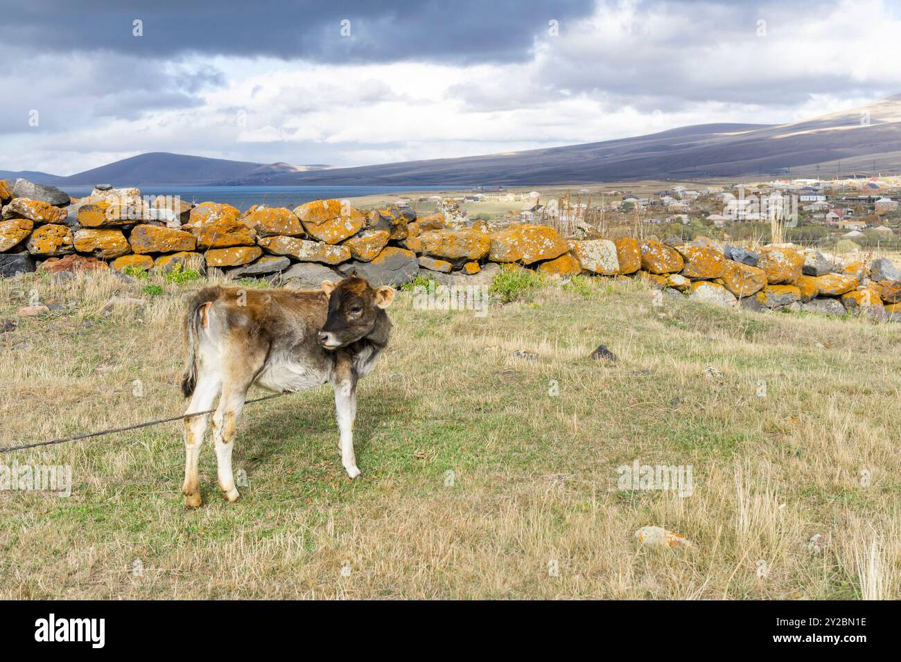 Ein Kalb an der Leine in der Nähe einer prähistorischen Mauer aus riesigen Steinen auf einem Hügel über dem See Stockfoto