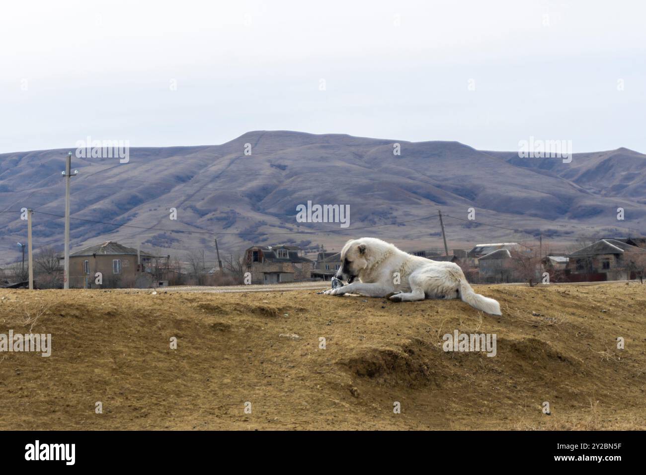 Ein kaukasischer Schäferhund sitzt am Ufer eines Sees und isst Fische, die im Wasser gefangen werden. Berge im Hintergrund Stockfoto