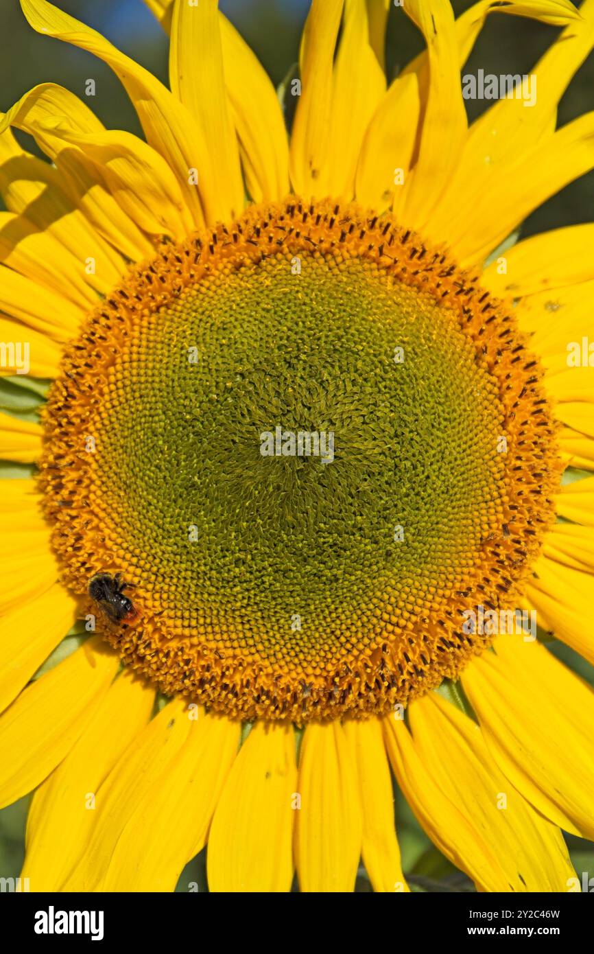 helianthus annuus, auch bekannt als gewöhnliche Sonnenblume, ist eine Art der großen jährlichen Forb der Gänseblümchenfamilie asteraceae. Stockfoto