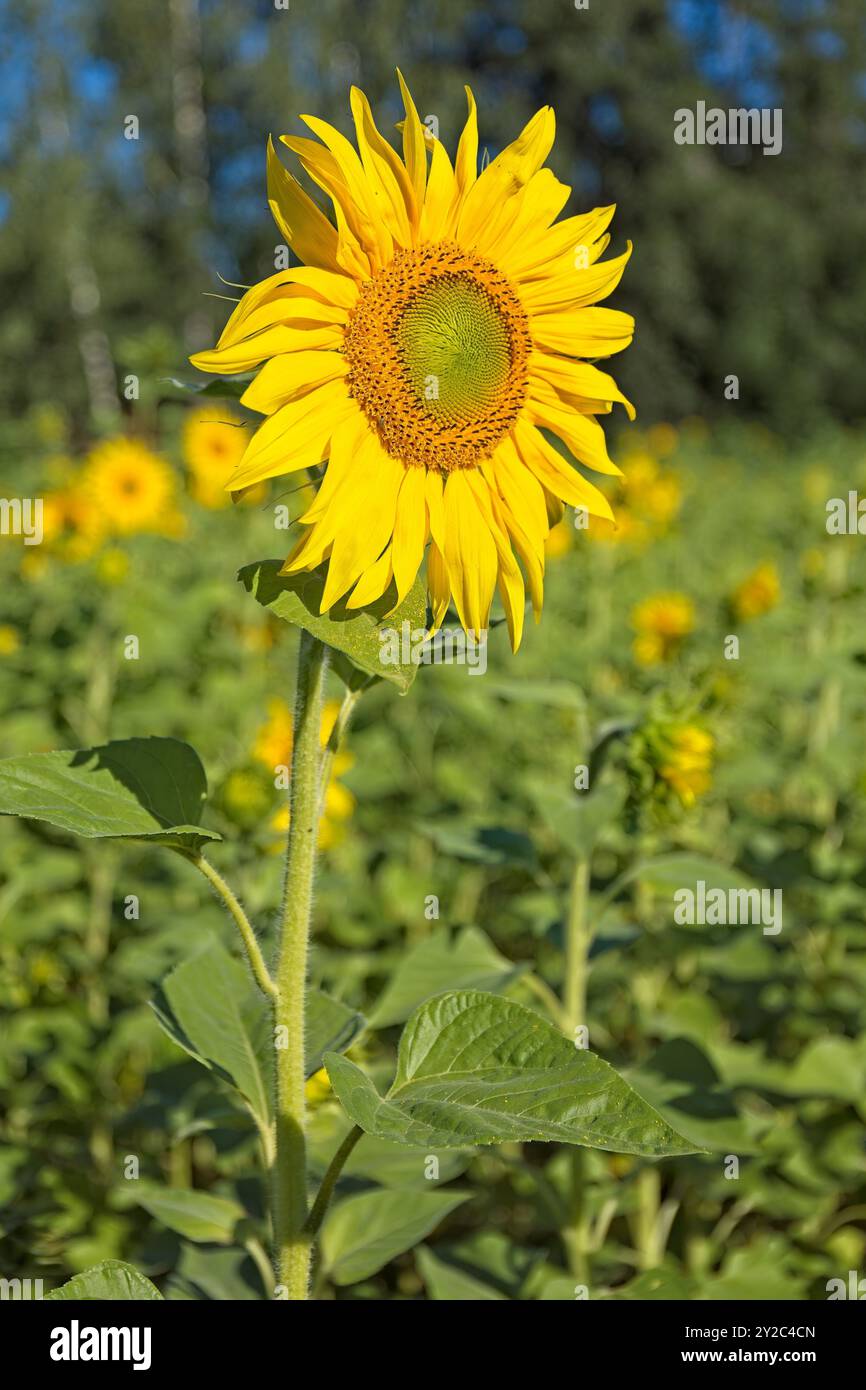 helianthus annuus, auch bekannt als gewöhnliche Sonnenblume, ist eine Art der großen jährlichen Forb der Gänseblümchenfamilie asteraceae. Stockfoto