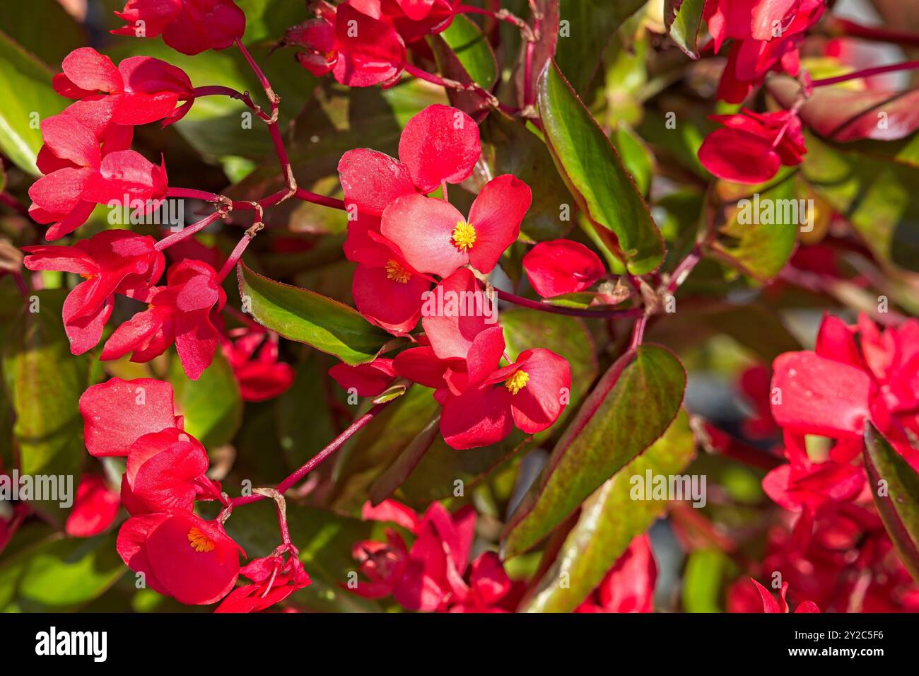 Die Großaufnahme der Begonia semperflorens, auch bekannt als Wachsbegonia, ist wahrscheinlich die am meisten gewachsene Begonia weltweit. Stockfoto