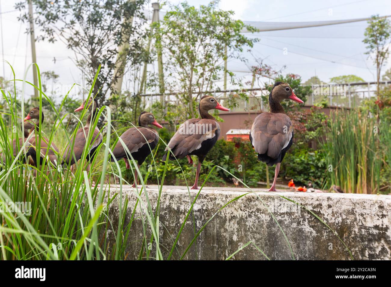 Die schwarze bauchige Pfeifenente steht abwechselnd auf einem Bein im Bird Paradise, Singapur. Stockfoto