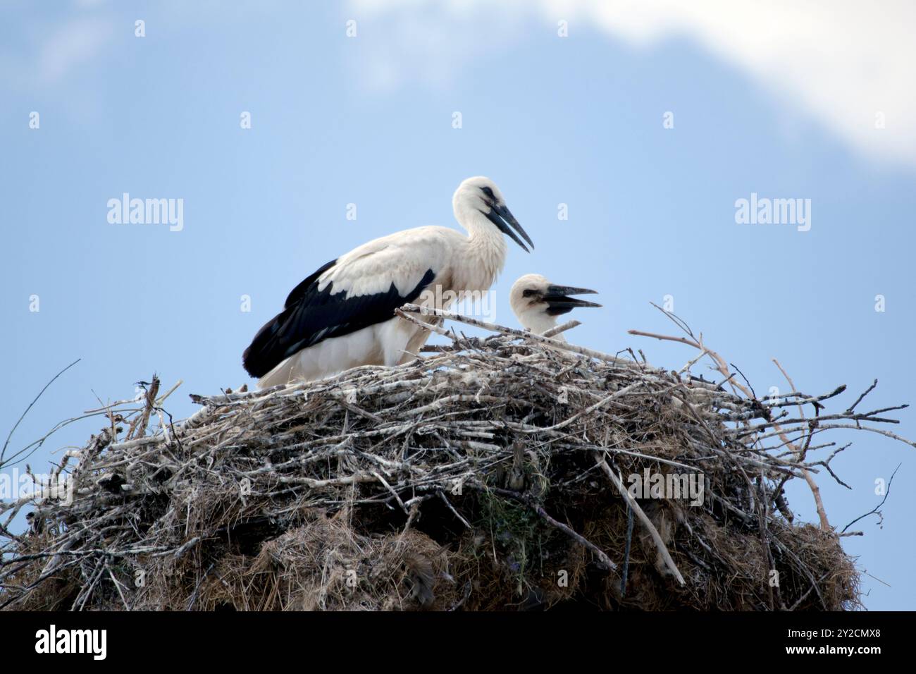 wie sieht ein storch aus