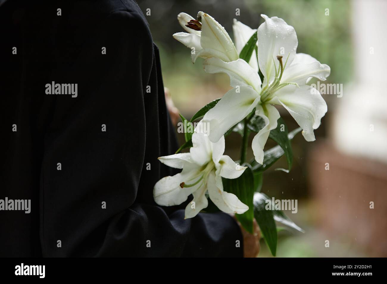Nahaufnahme weißer Lilien in den Händen einer nicht erkennbaren Person, die einen schwarzen Anzug trägt, während Regentropfen sanft auf zarte Blütenblätter tropfen, Kopierraum Stockfoto