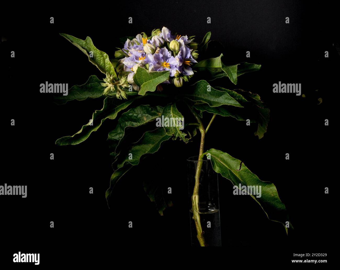 Solanum bonariense blüht auf schwarzem Hintergrund mit Platz für Text. Stockfoto