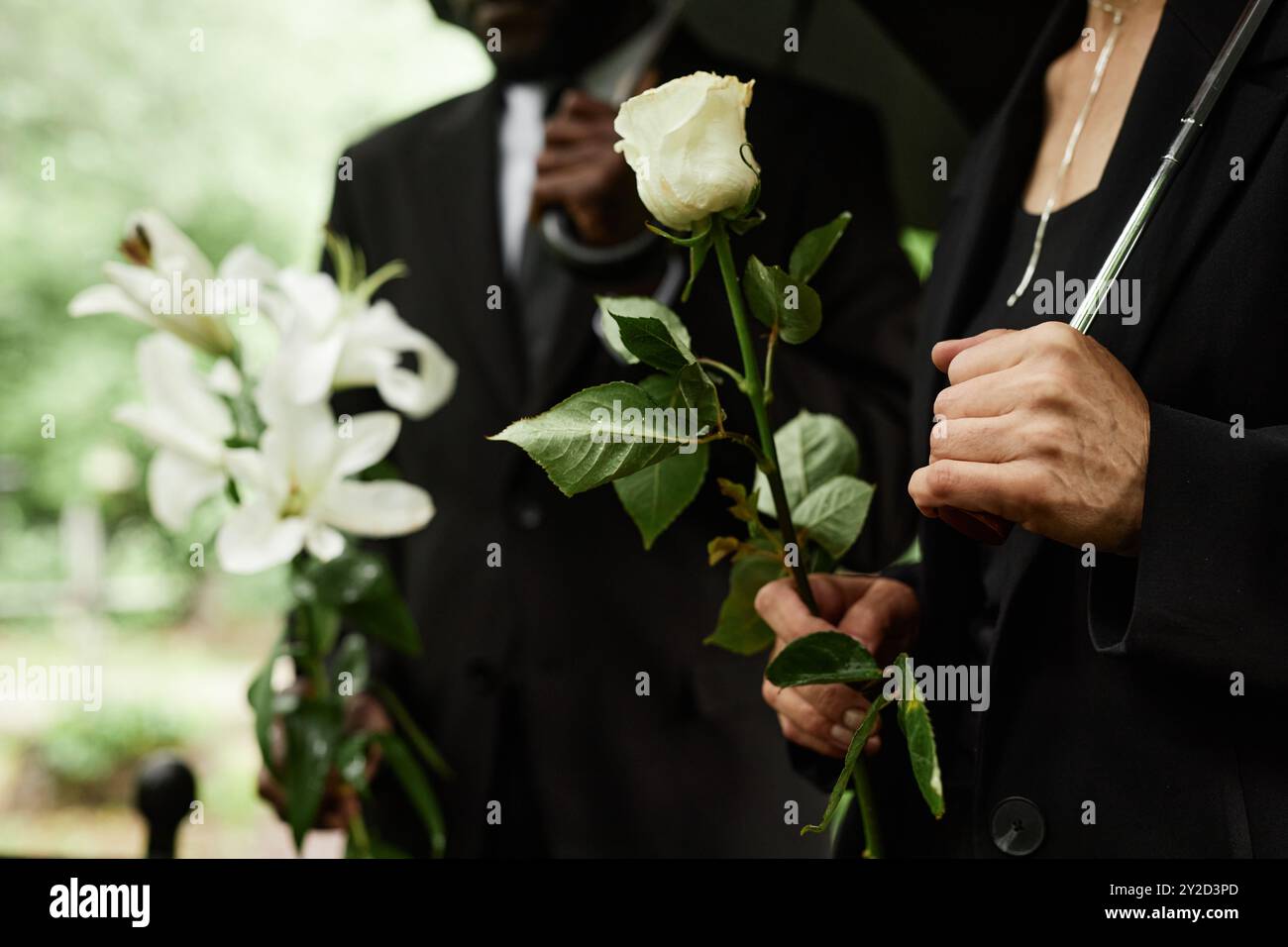 Schließen Sie die Hände mit der weißen Rose einer nicht erkennbaren älteren Frau, die während der Gedenkfeier auf dem Friedhof trauert, bevor Sie Blumen auf das Grab legen, um an die Verstorbene zu erinnern, Kopierraum Stockfoto