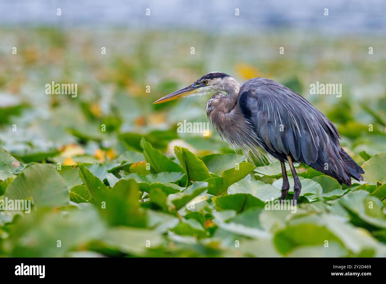 Great Blue Heron Stockfoto