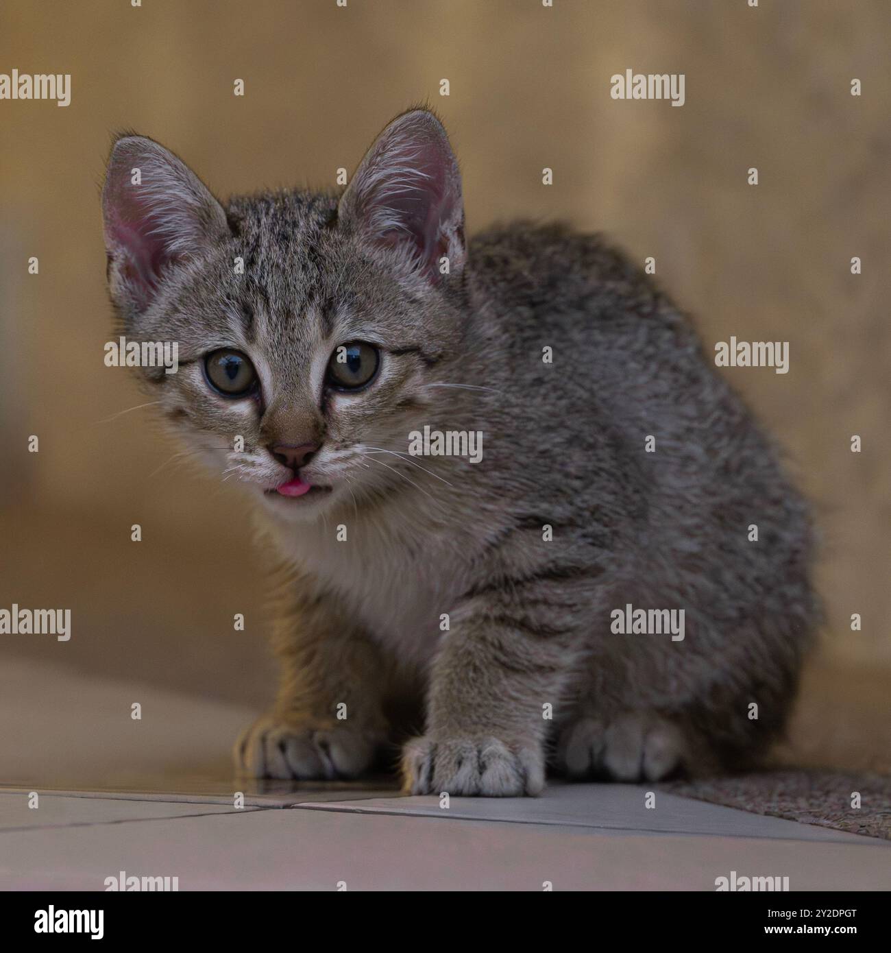 Ein braunes Kätzchen ist eine junge Katze, die auf ihre Mutter angewiesen ist, um nach der Geburt zu überleben Stockfoto