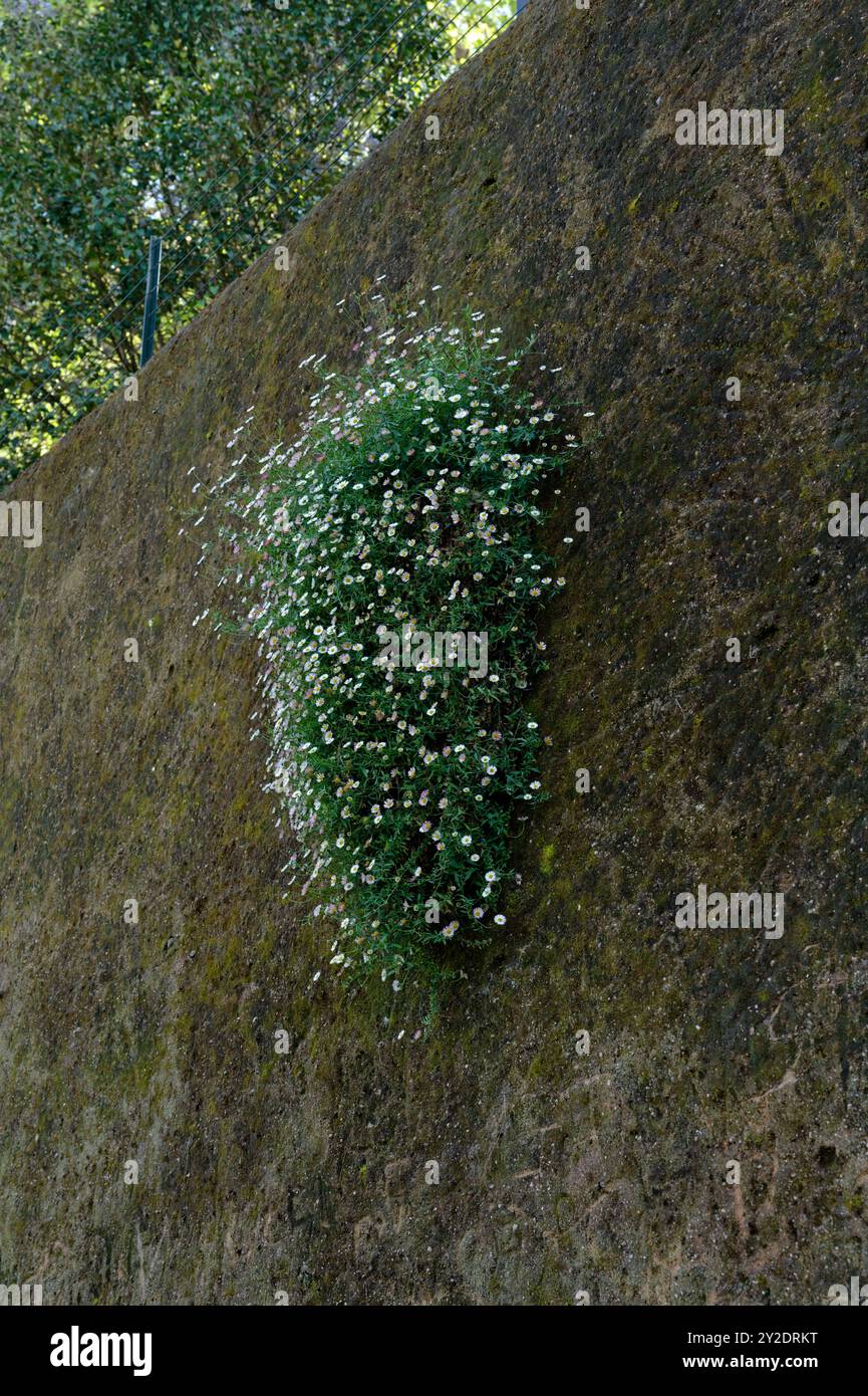 Eine lebhafte Ansammlung kleiner weißer und rosafarbener Blumen wächst trotzig auf einer moosbedeckten Steinmauer Stockfoto