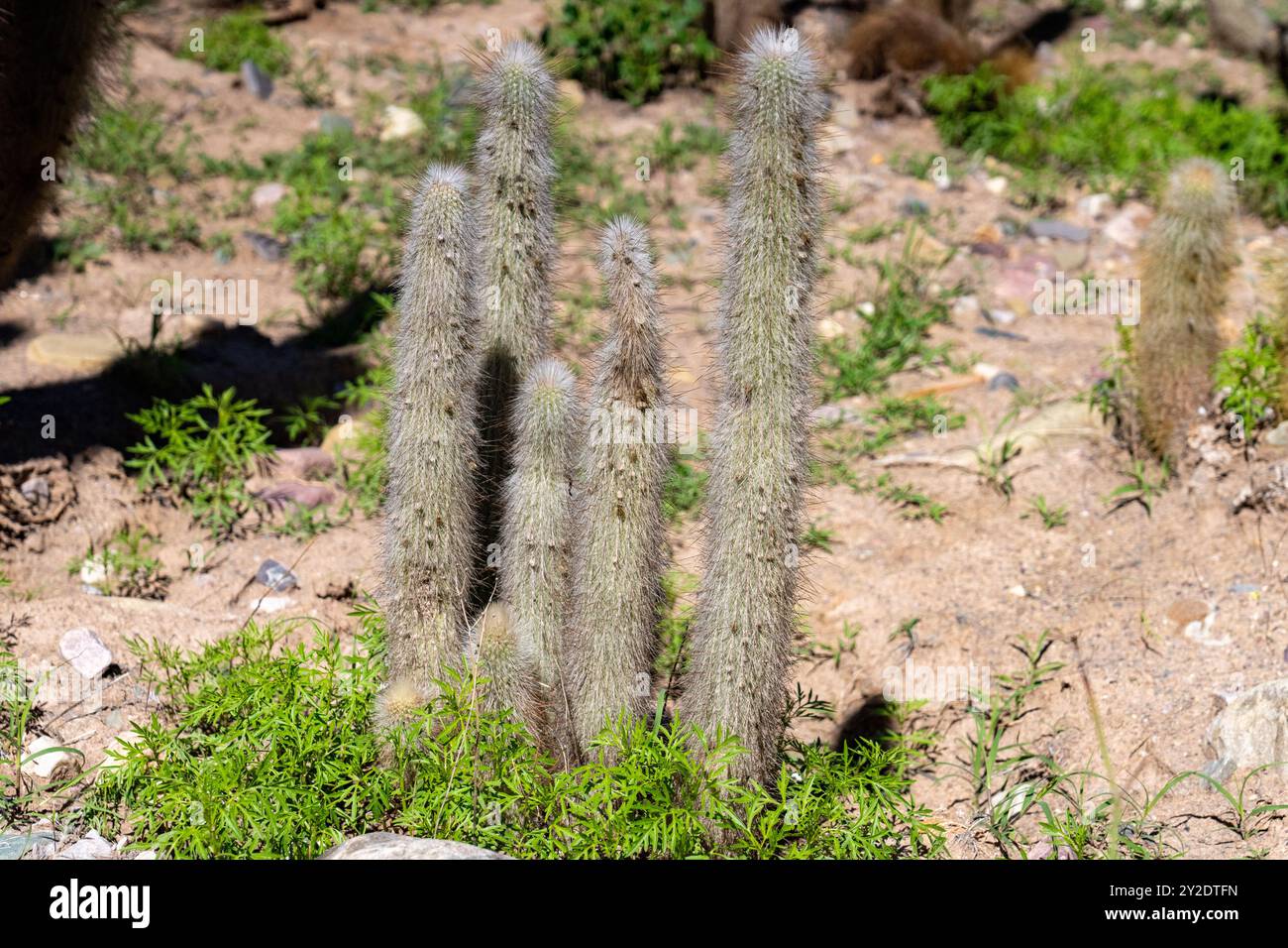 Silberfackel Kakteen, Cleistocactus hyalacanthus, im Jardin Botánico de Altura bei Tilcara, Argentinien. Stockfoto