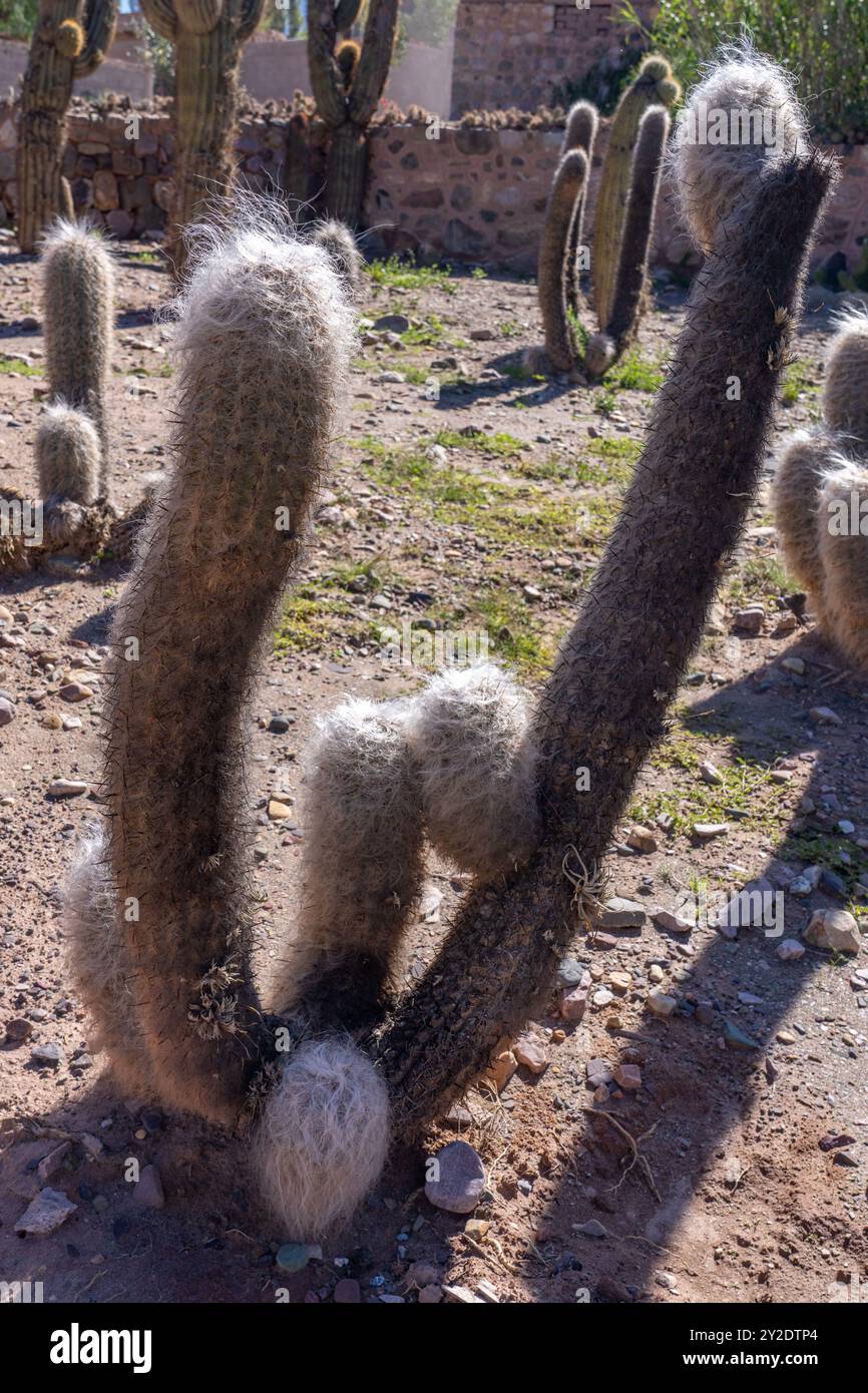 Der alte Mann der Anden oder Weißer Kardinal, Orocereus celsianus, im Jardin Botánico de Altura bei Tilcara, Argentinien. Auch kleiner Schafskaktus genannt. Stockfoto