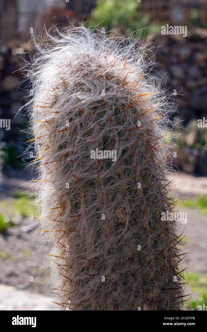 Der alte Mann der Anden oder Weißer Kardinal, Orocereus celsianus, im Jardin Botánico de Altura bei Tilcara, Argentinien. Auch kleiner Schafskaktus genannt. Stockfoto