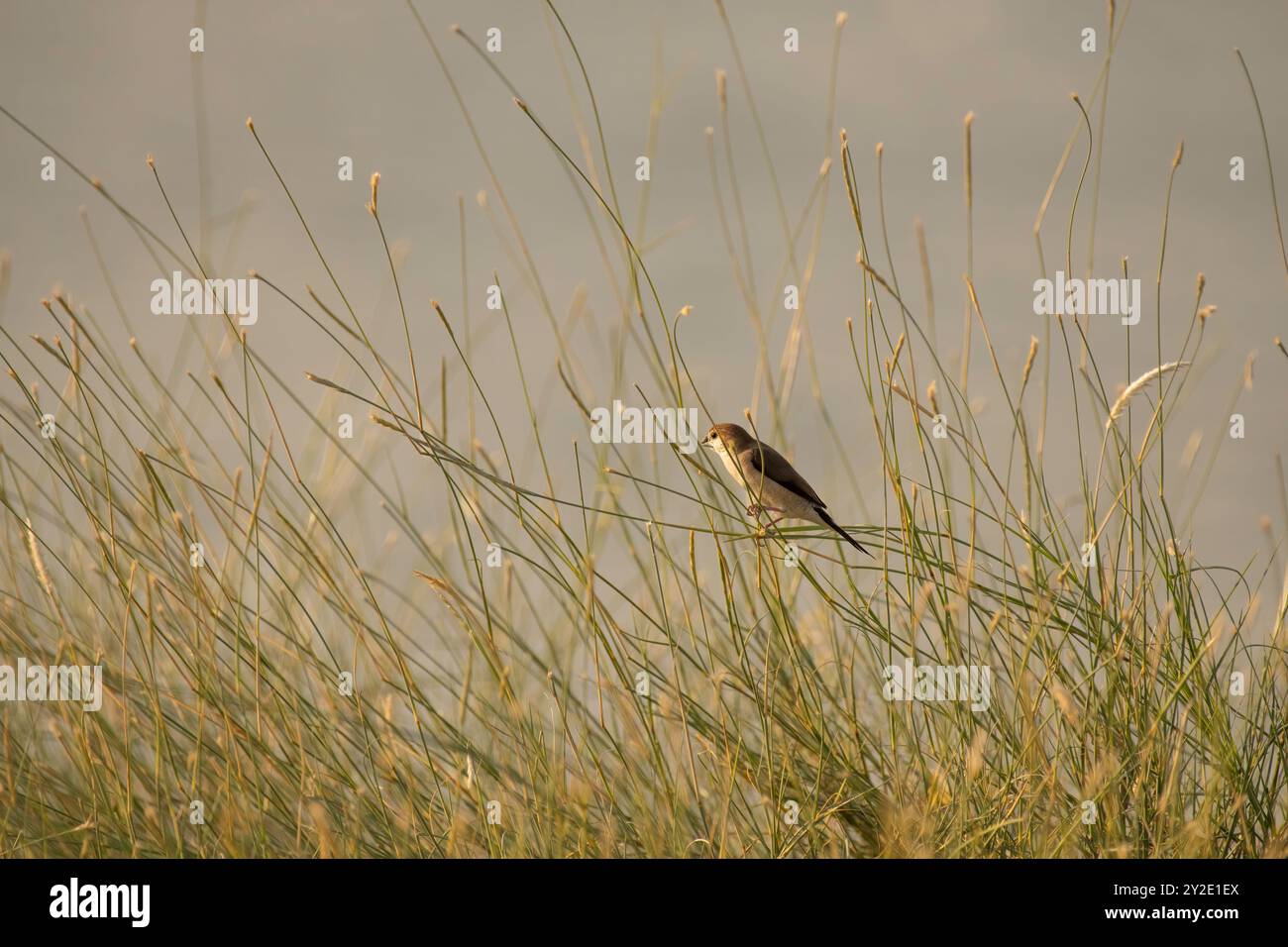 Wunderschöner einsamer indischer Silberschnabel, der im Licht des späten Nachmittags in den Gräsern ruht. Sie werden auch als Euodice malabarica oder Weißkehlmunia bezeichnet. Stockfoto