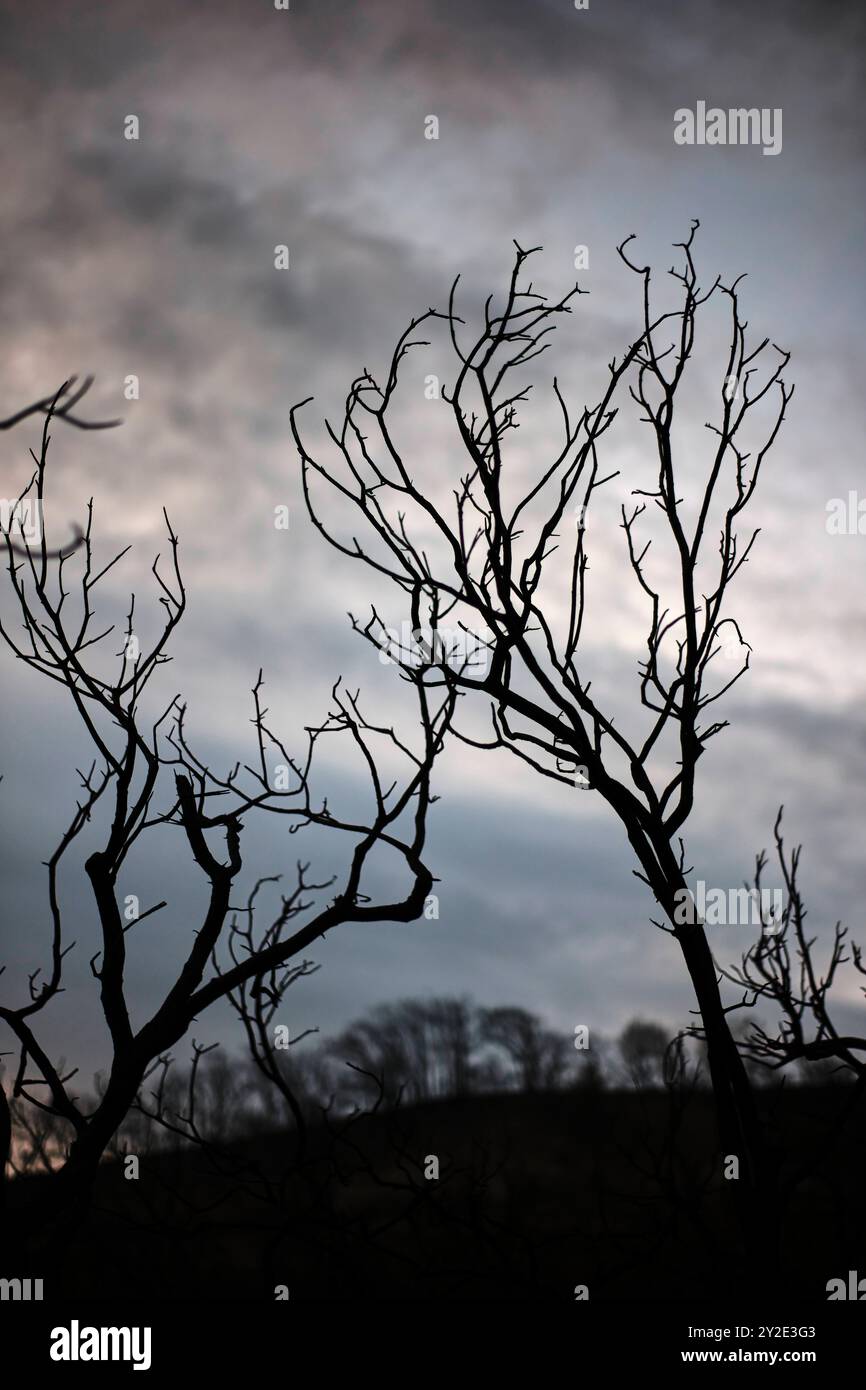 Silhouetten verbrannte Zweige in Legarda, Navarra, Spanien, die sich vom Abendhimmel abheben und die Schäden eines Waldbrandes zeigen. Legarda Navarra SP Stockfoto