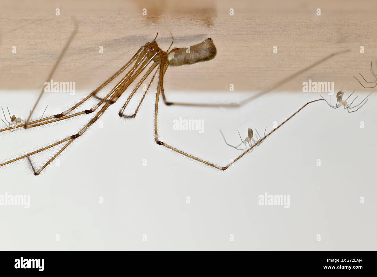 Kellerspinne (Pholcus phalangioides) weiblich mit Jungen auf der Unterseite eines Bücherregals. September, Kent UK Stockfoto