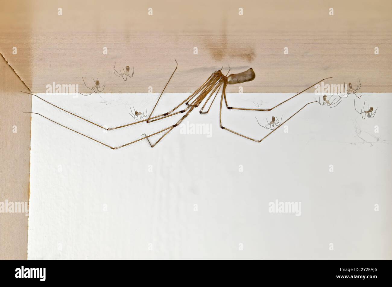 Kellerspinne (Pholcus phalangioides) weiblich mit Jungen auf der Unterseite eines Bücherregals. September, Kent UK Stockfoto