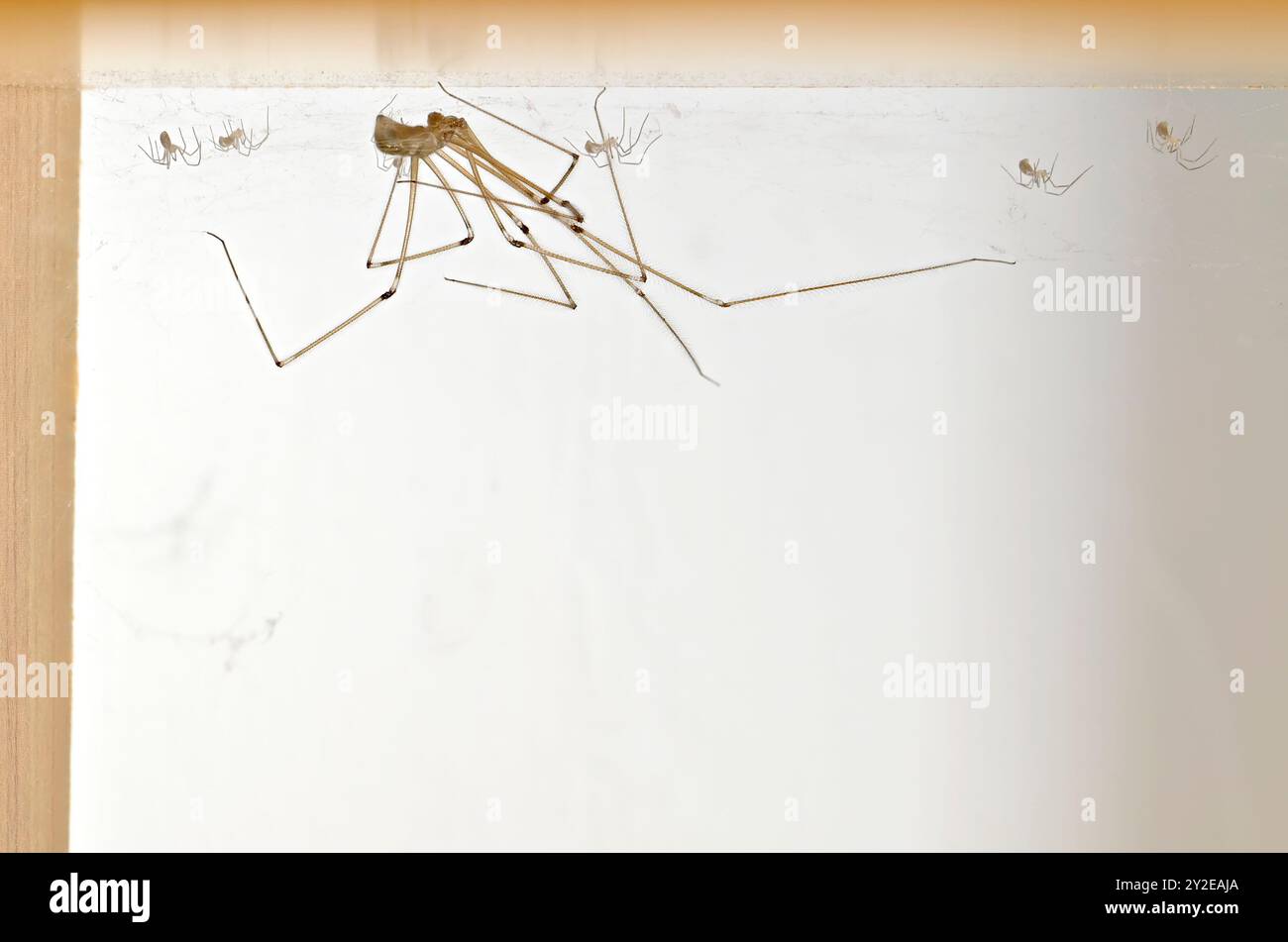 Kellerspinne (Pholcus phalangioides) weiblich mit Jungen auf der Unterseite eines Bücherregals. September, Kent UK Stockfoto