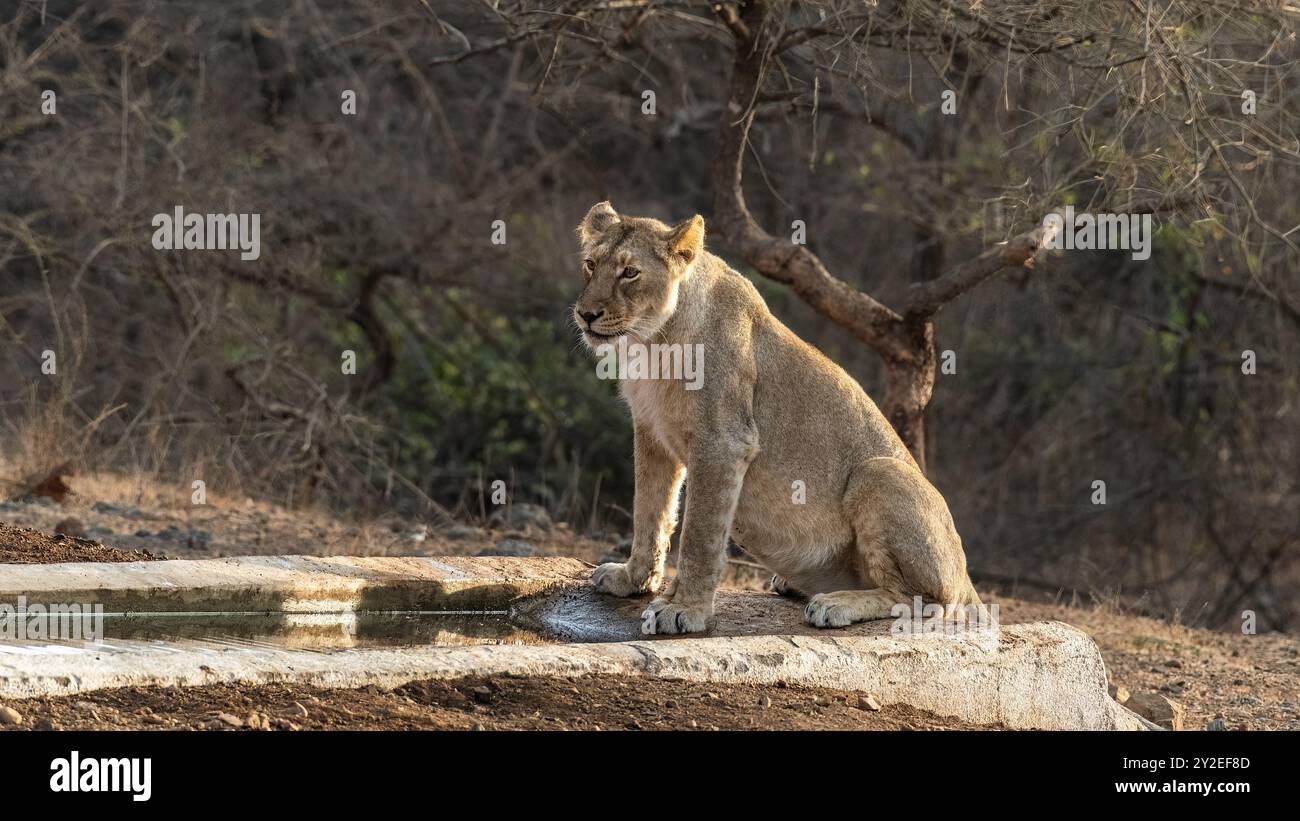 Der GIR-Nationalpark in Gujarat, Indien, ist der letzte natürliche Lebensraum des asiatischen Löwen. Diese majestätischen Großkatzen sind bekannt für ihr soziales Verhalten. Stockfoto