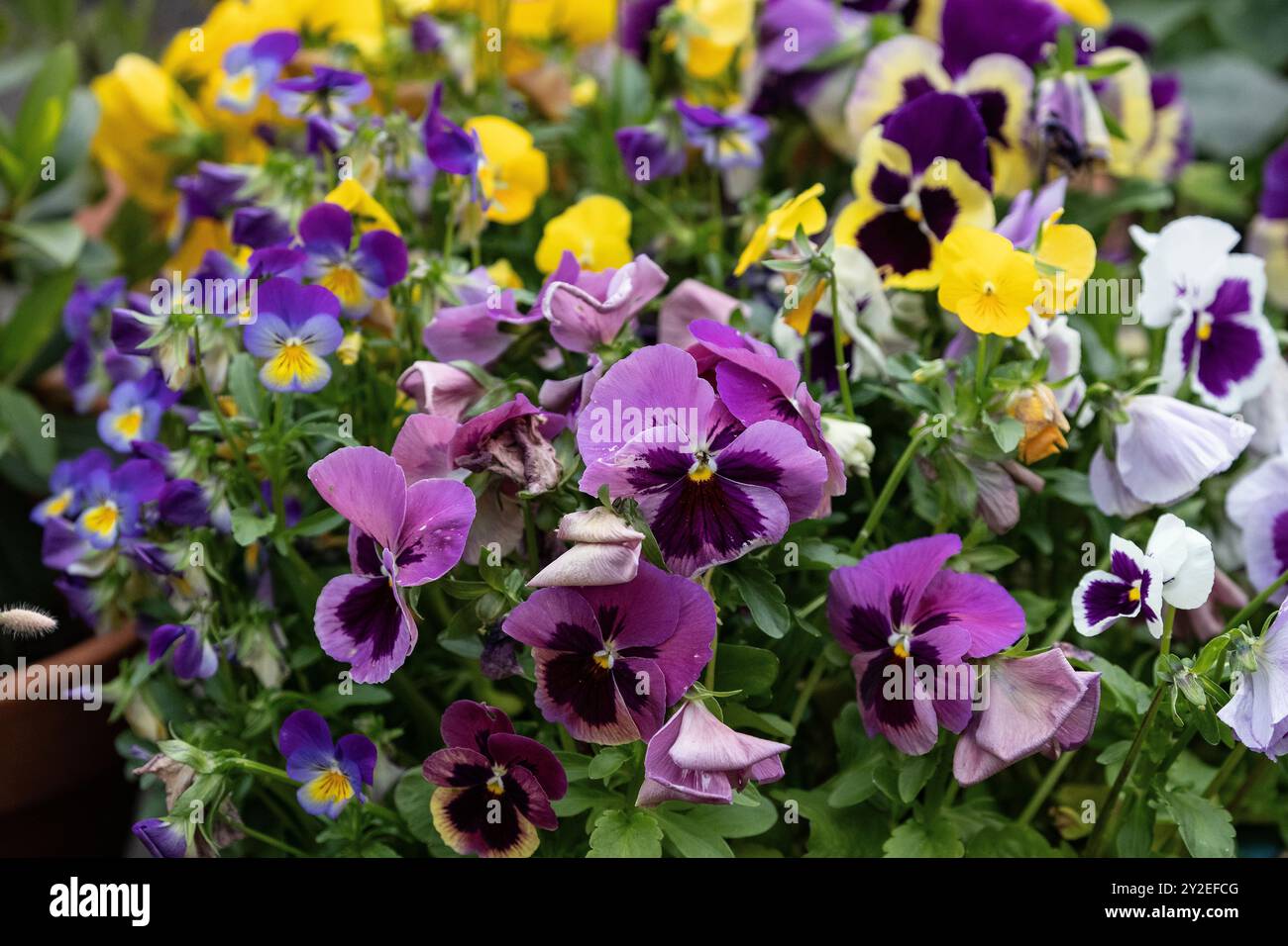 Eine bunte Auswahl an Stiefmütterchen Blumen Viola Tricolor var. Hortensis im Blumentopf Stockfoto