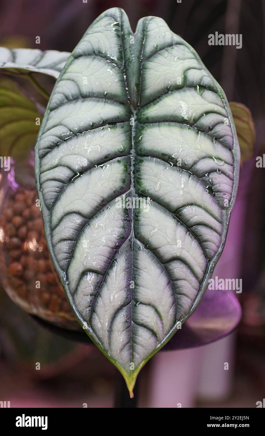 Wunderschönes Blatt des Alocasia Silver Dragon, einer tropischen Zimmerpflanze Stockfoto