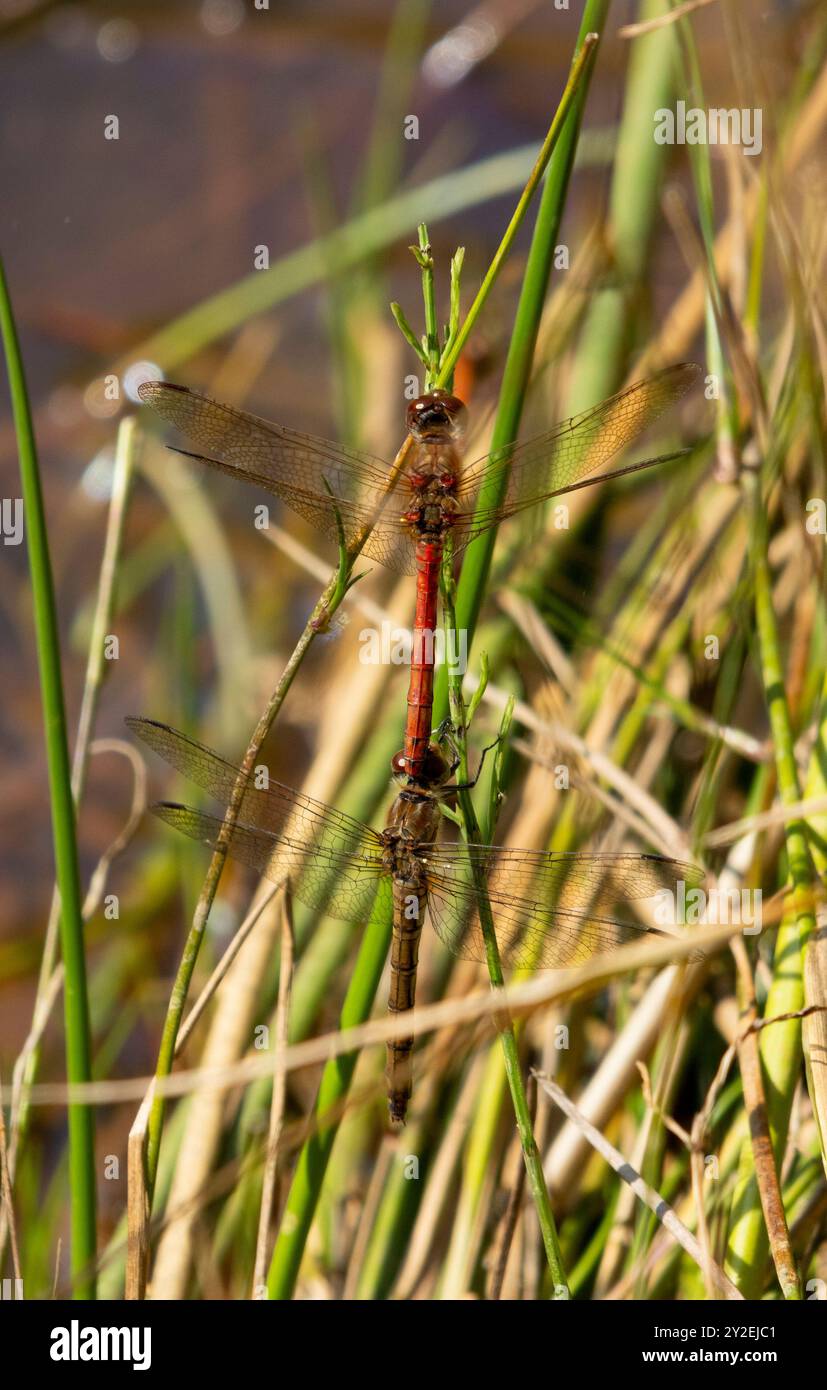 Gewöhnliche Darter-Libellen bei Cop Stockfoto
