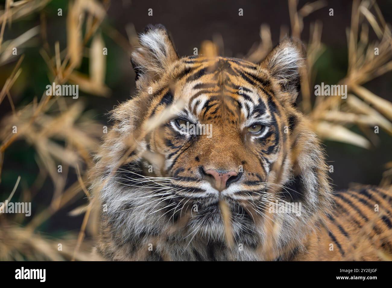 Nahaufnahme eines Tigergesichts, das durch langes Gras zeigt. Stockfoto