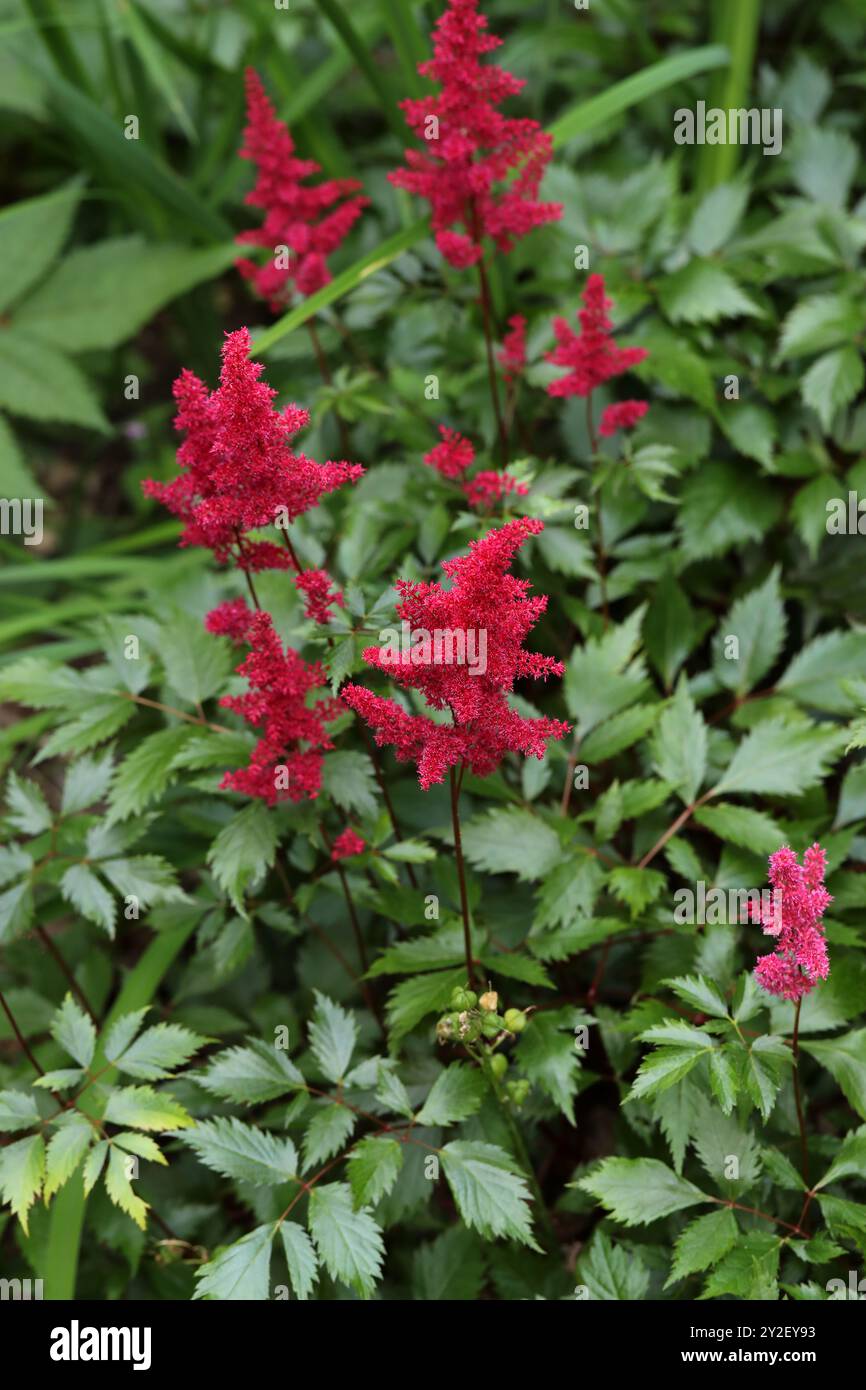 Falscher Ziegenbart oder falsche Spirea, eine rote Astilbe „Fanal“ x arendsii, Astilbe arendsii, Saxifragaceae. Asien und Nordamerika. Stockfoto