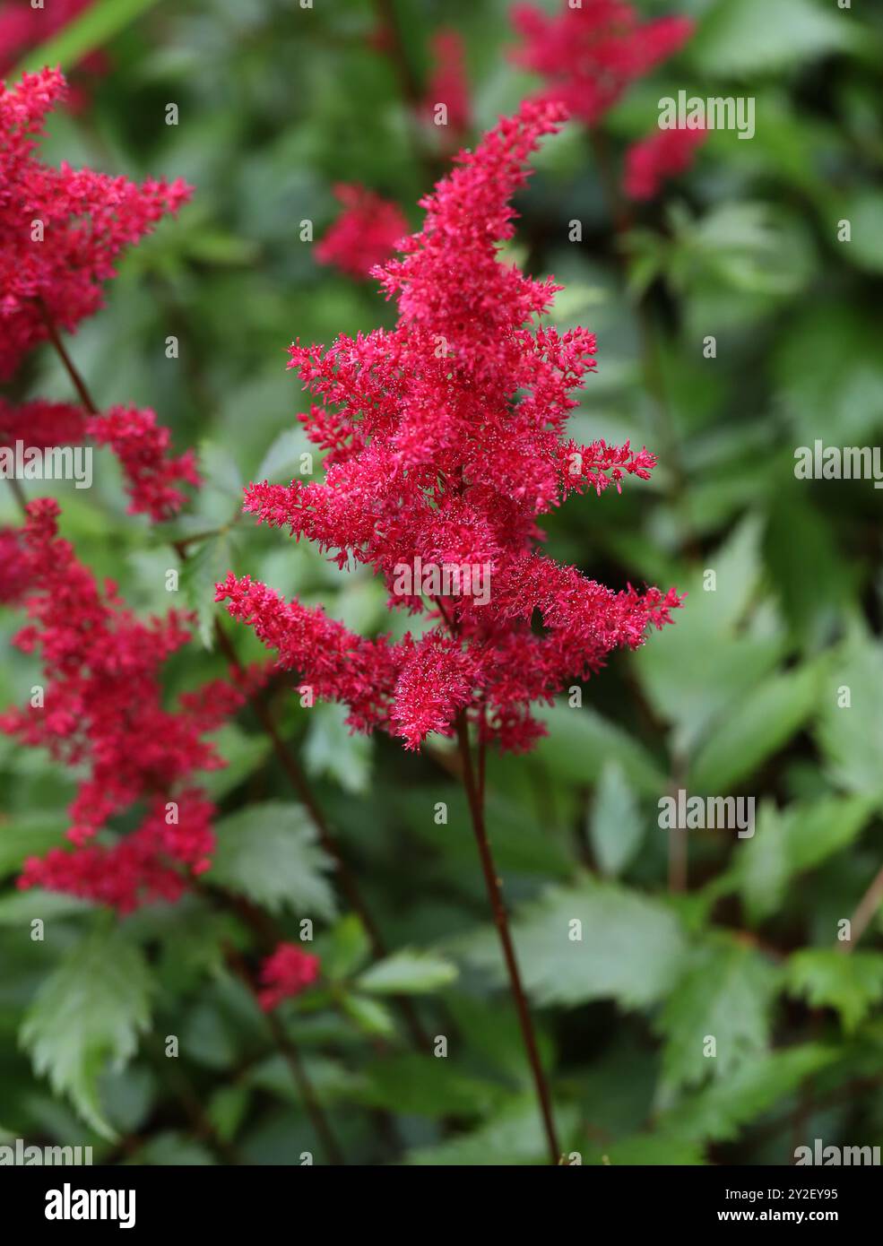 Falscher Ziegenbart oder falsche Spirea, eine rote Astilbe „Fanal“ x arendsii, Astilbe arendsii, Saxifragaceae. Asien und Nordamerika. Stockfoto