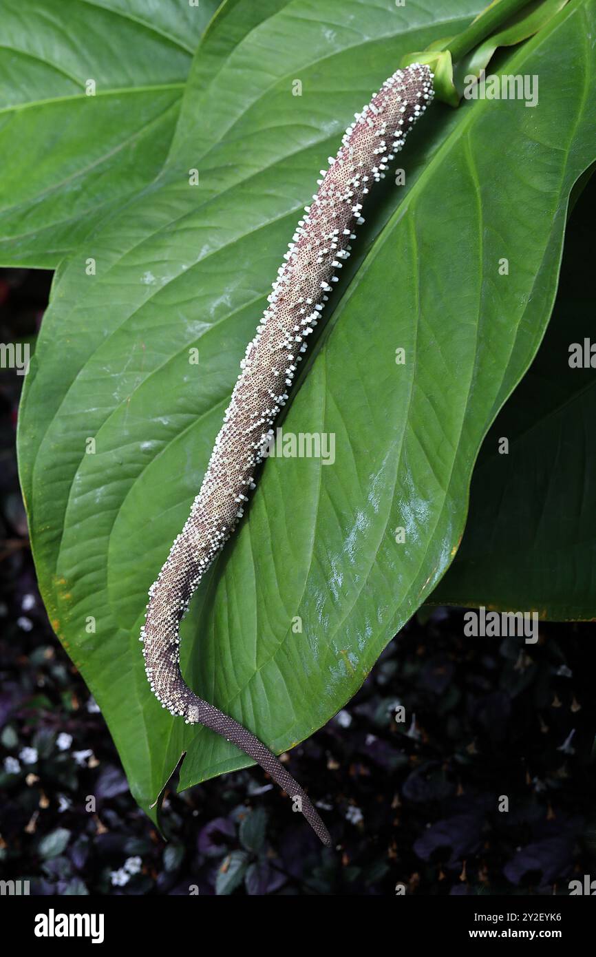 Schwanzblume oder Fasanenschwanz, Anthurium schlectendalii, Araceae. Mexiko nach Costa Rica, Mittelamerika und Südamerika. Stockfoto